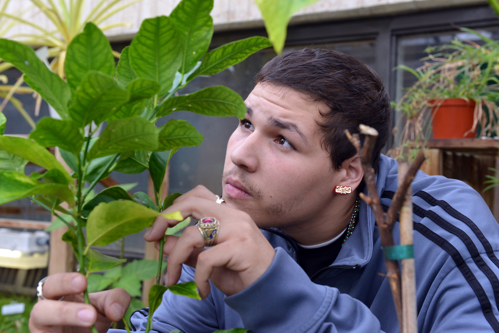 A biology student examines plant leaves in the HCC greenhouse